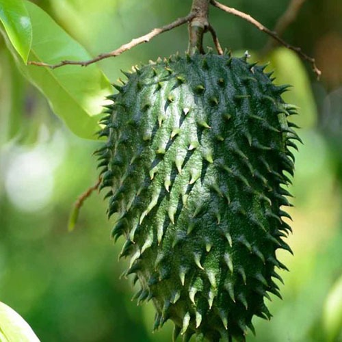 imgi_3_GUANABANA_Graviola-e1584789578308